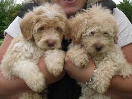 bordoodle puppies for sale